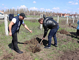 Добровольцы оказали помощь в высадке деревьев и уборке территории Донского храма г. Новошахтинска
