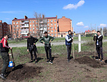 Добровольцы оказали помощь в высадке деревьев и уборке территории Донского храма г. Новошахтинска