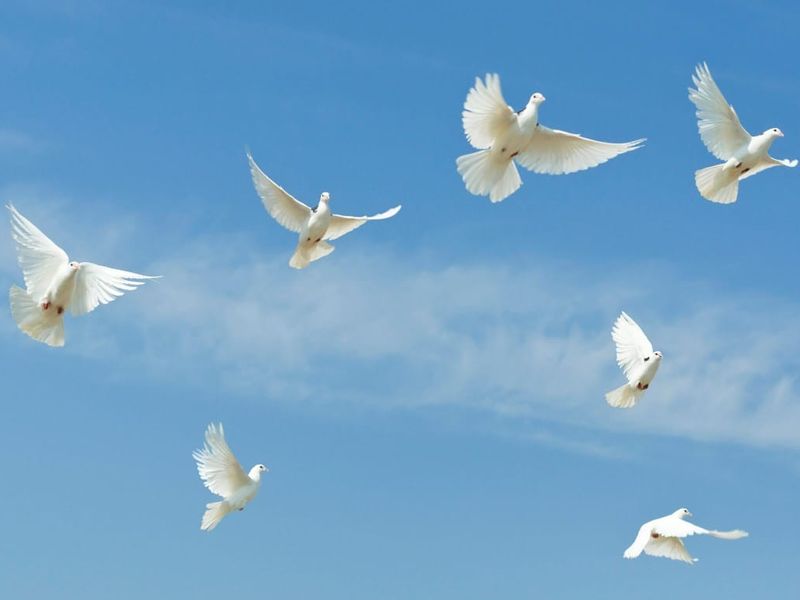 В день Благовещения Пресвятой Богородицы в храме Архангела Михаила выпустили в небо белых голубей