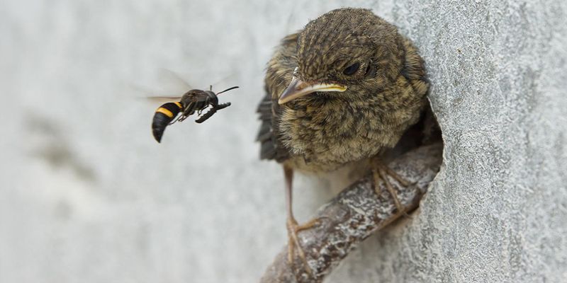 СЛЕПАЯ ПТИЧКА, ОСА И ПРОМЫСЛ БОЖИЙ