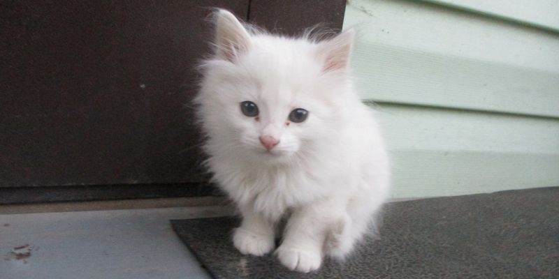 ВРЕМЯ БЕЛОГО КОТА