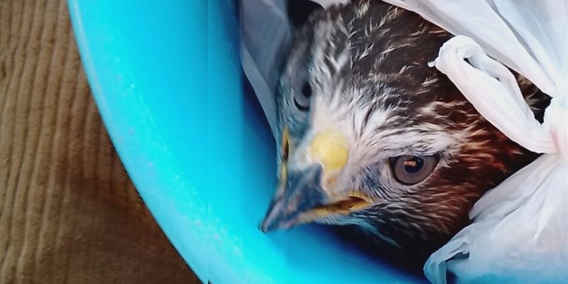 КАК БОГ ПРОМЫШЛЯЕТ О ПТИЦАХ