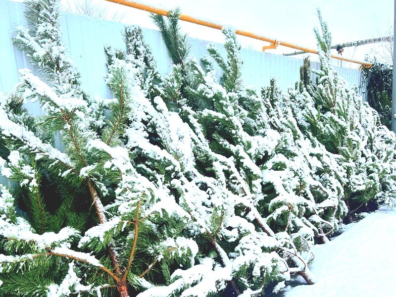 В Свято-Троицком храме снова прошла акция «Подари ёлку»