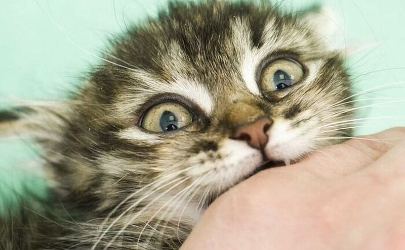 КАК КОТИК ПАШКУ ЗАПОСТИЛ