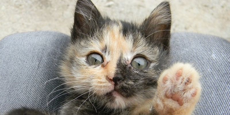 «ЧЕРЕПАХОВЫЙ…»