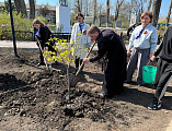 В городе Зверево на площади имени И.А. Докукина прошла торжественная церемония высадки деревьев в рамках Международной акции «Сад Памяти»
