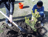 В Смоленском храме поддержали акцию древонасаждения