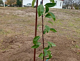 Фруктовый сад высажен силами прихода храма Архангела Михаила с. Первомайское 