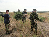 Юные казачата п.Новозарянский совместно со взрослыми казаками приняли участие по уничтожению дикорастущих наркосодержащих растений