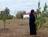Фруктовый сад высажен силами прихода храма Архангела Михаила с. Первомайское 