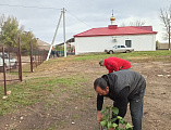 Прихожане храма Архангела Михаила села Первомайского озеленили прилегающую территорию