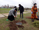 В честь 76-летия Победы в Великой Отечественной войне по благословению иерея Андрея Павленкова была высажена аллея к братской могиле в хут. Красном