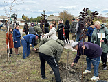 В Зверево состоялась торжественная церемония высадки деревьев в рамках международной акции «Сад Памяти» 