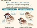В Нижнедонском благочинии воспитанники воскресных школ принимают участие в экологической акции «Всеросийская перепись воробьёв»