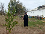 Фруктовый сад высажен силами прихода храма Архангела Михаила с. Первомайское 